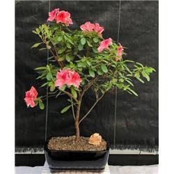 Rhododendron Dogwood Flowering Tropical Azalea Bonsai Tree
