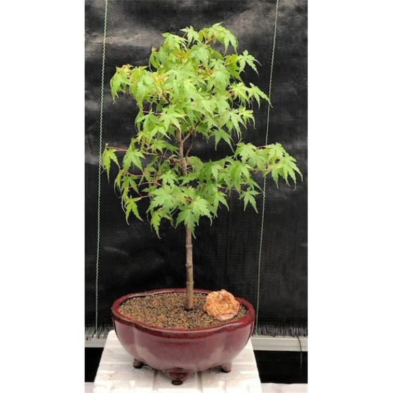 Acer Palmatum Dwarf Dwarf Japanese Green Maple Bonsai Tree