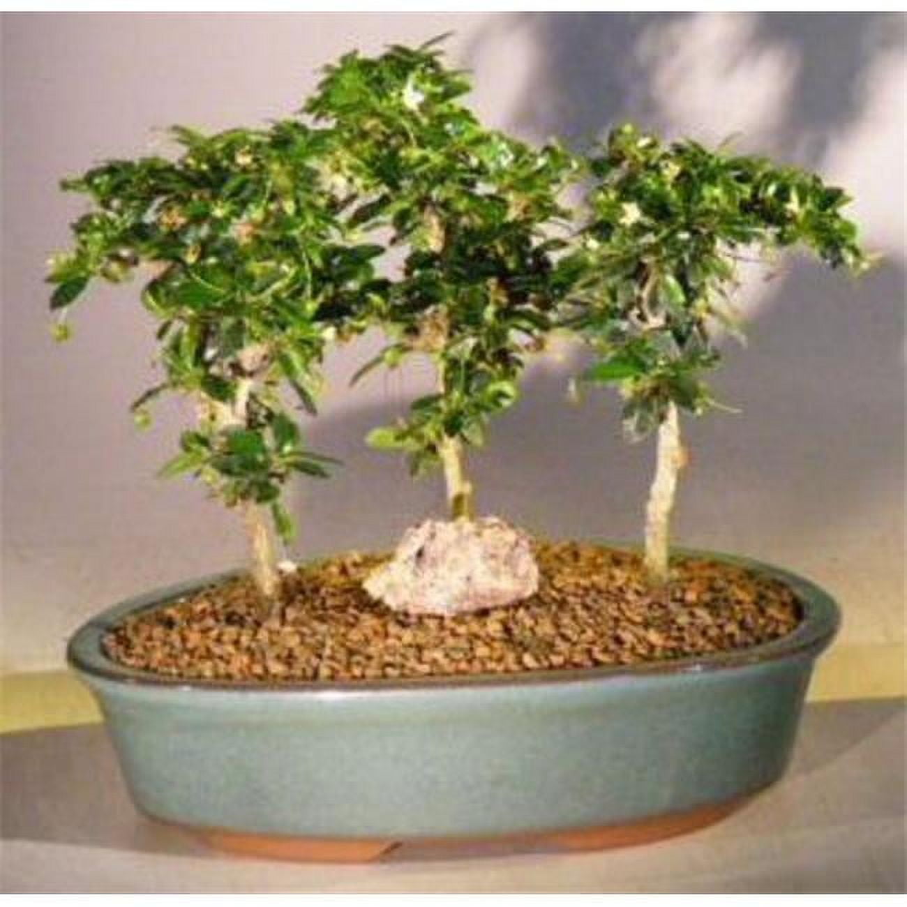 Three Tree Forest Group Ehretia Microphylla Flowering Fukien Tea Bonsai Tree