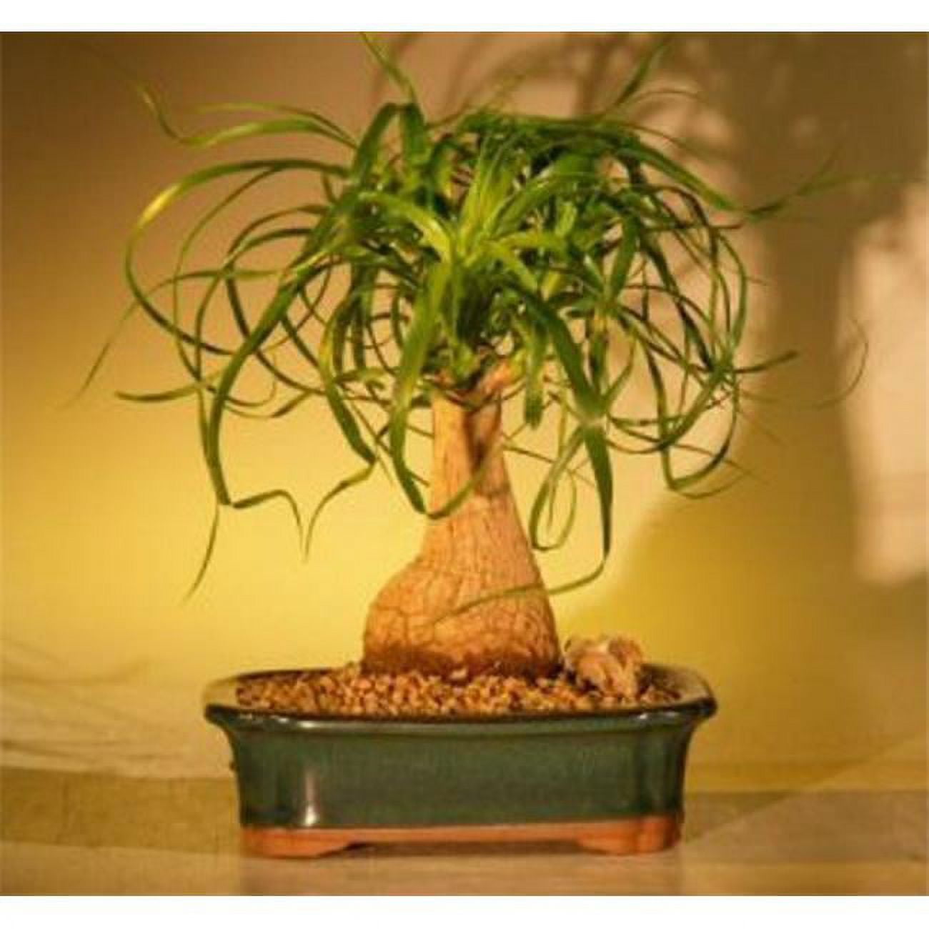 Beaucamea Recurvata Ponytail Palm Bonsai Tree, Medium