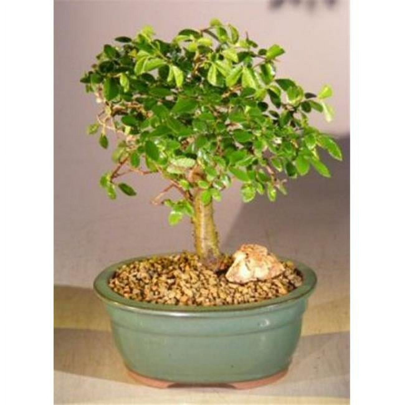 Straight Trunk Style Aged Ulmus Parvifolia Chinese Elm Bonsai Tree, Medium