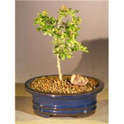 e2876 Neea Buxifolia Flowering Tropical Boxwood Bonsai Tree, Small