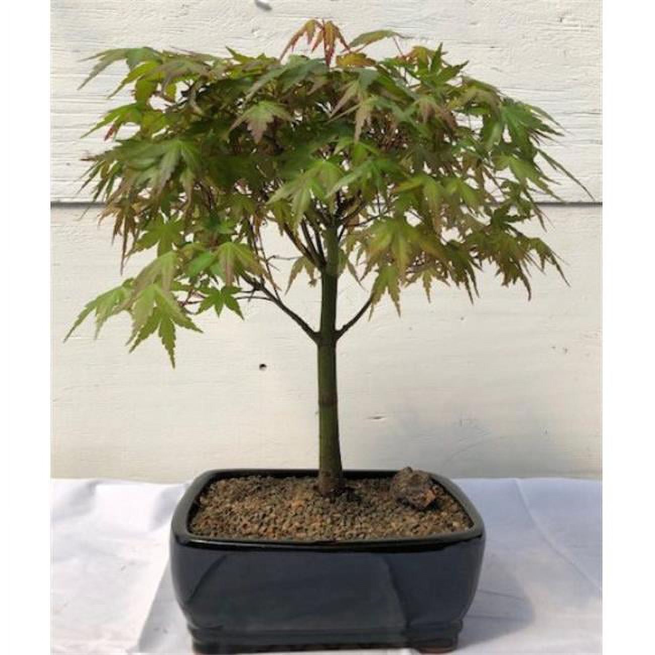 Acer Palmatum Japanese Green Maple Bonsai Tree, Large