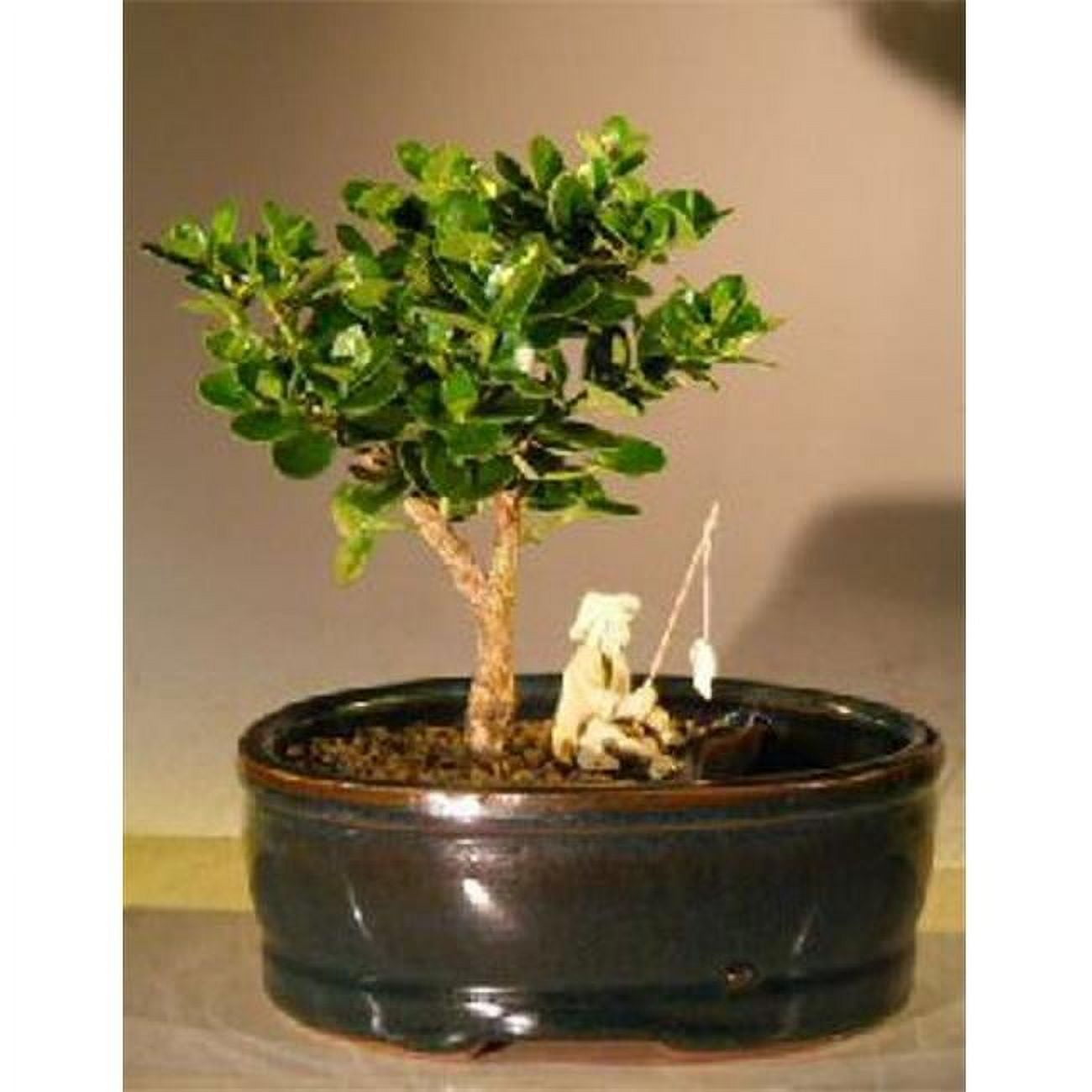 Land & Water Pot Carissa Macrocarpa Flowering Dwarf Plum Bonsai Tree, Small