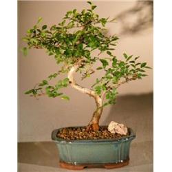 e3070 Trained Curve Trunk Style Ulmus Parvifolia Chinese Elm Bonsai Tree, Small