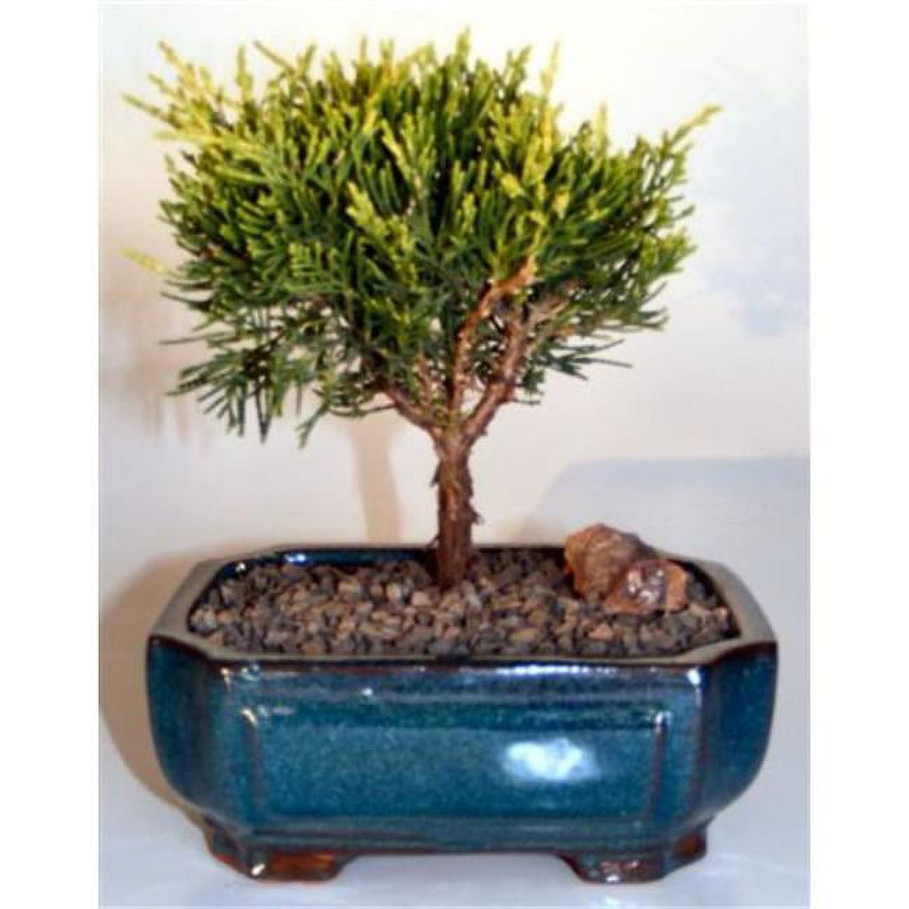 Golden Joy Shimpaku Juniper Tree - Juniperus Pfitzeriana