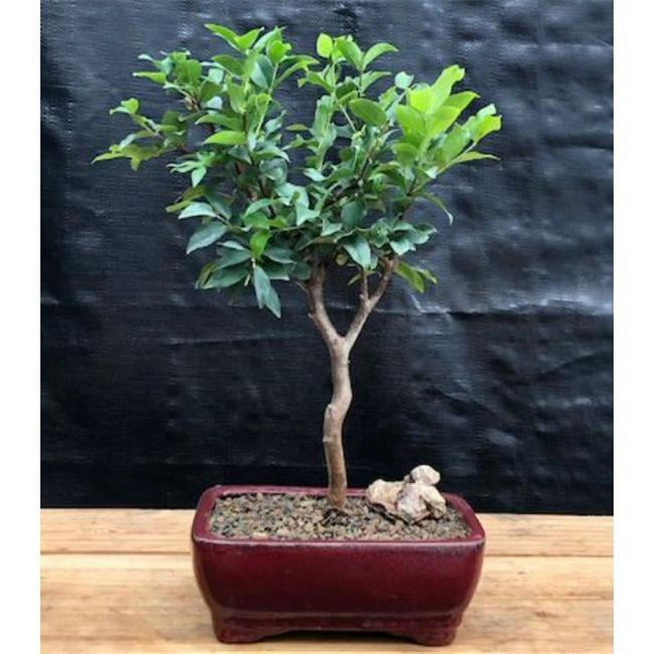 Flowering Jaboticaba Tree - Eugenia Cauliflora - Small