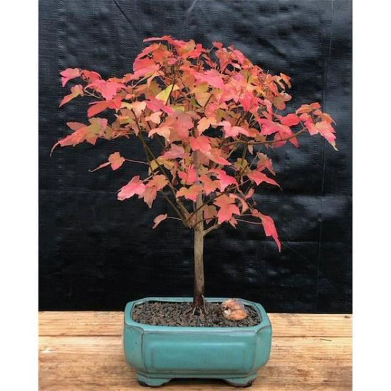 Trident Maple Tree - Acer Buergerianum