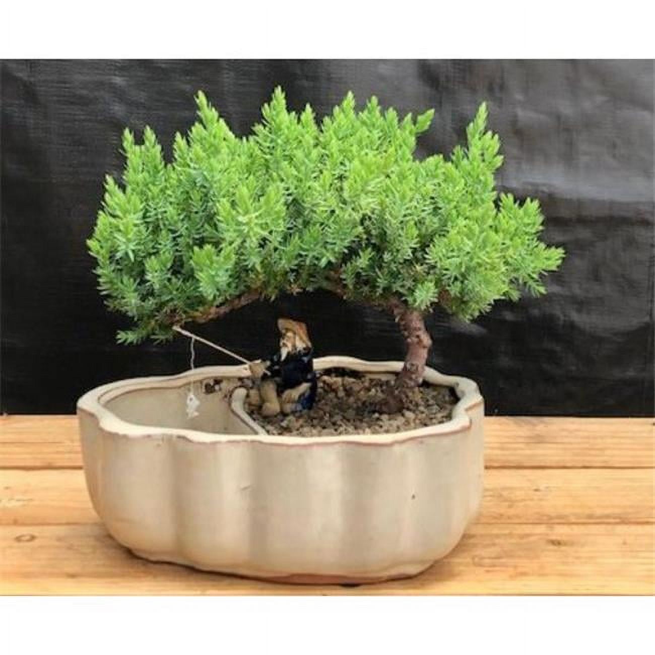 Juniper Procumbens Nana Tree Land & Water Pot with Scalloped Edges