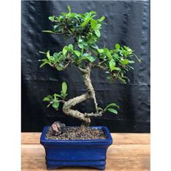 e1896 Curved Trunk Flowering Fukien Tea Tree - Ehretia Microphylla - Small