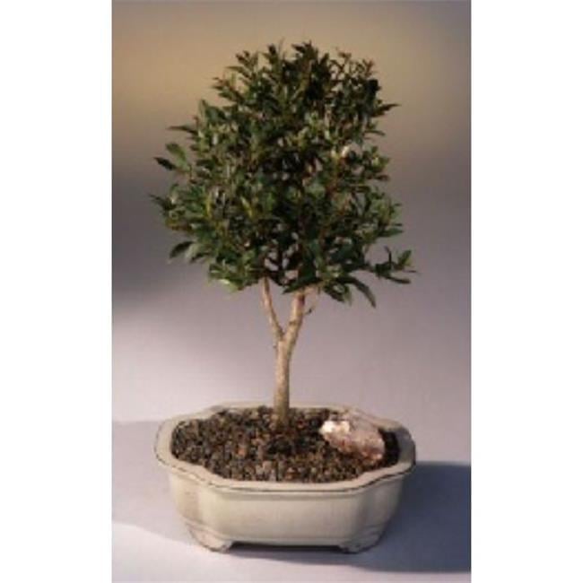 e1904 Flowering Brush Cherry Tree - Eugenia Myrtifolia - Medium