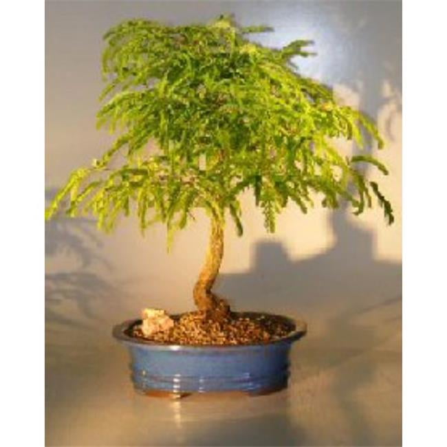 e1984 Flowering Tamarindus Indica Tree - Large
