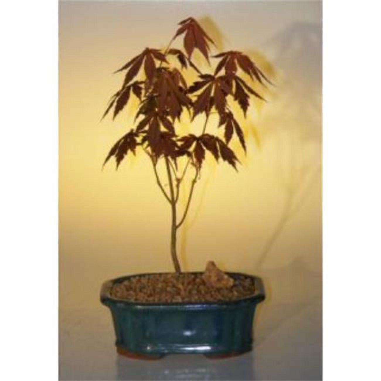 bonsai draht aluminium Bonsai Draht aus eloxiertem Aluminium, Schwarz – HappySeed main image 0