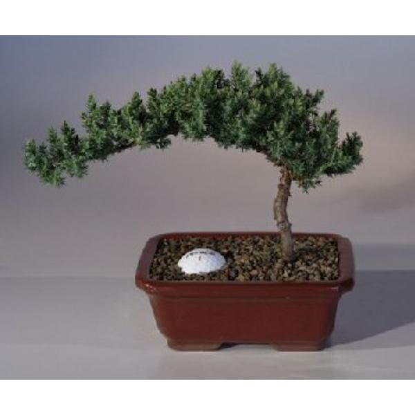 Bonsai Boy of   York a1021 Juniper with Fairway Golf Ball Tree - Juniper Procumbens & Nana