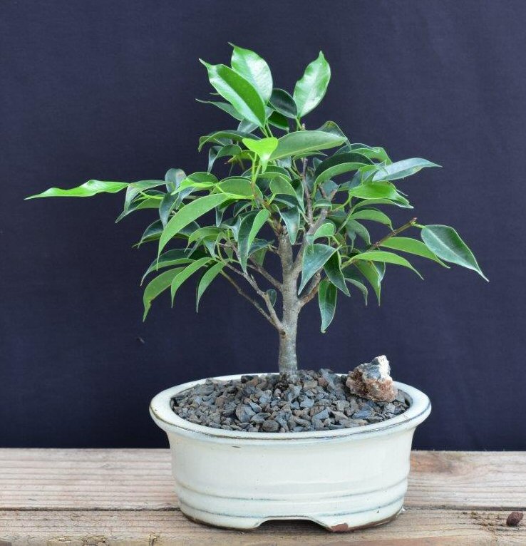 Bonsai Boy of   York b2071 Oriental Ficus Bonsai Tree - Small - Ficus Benjamina Orientalis
