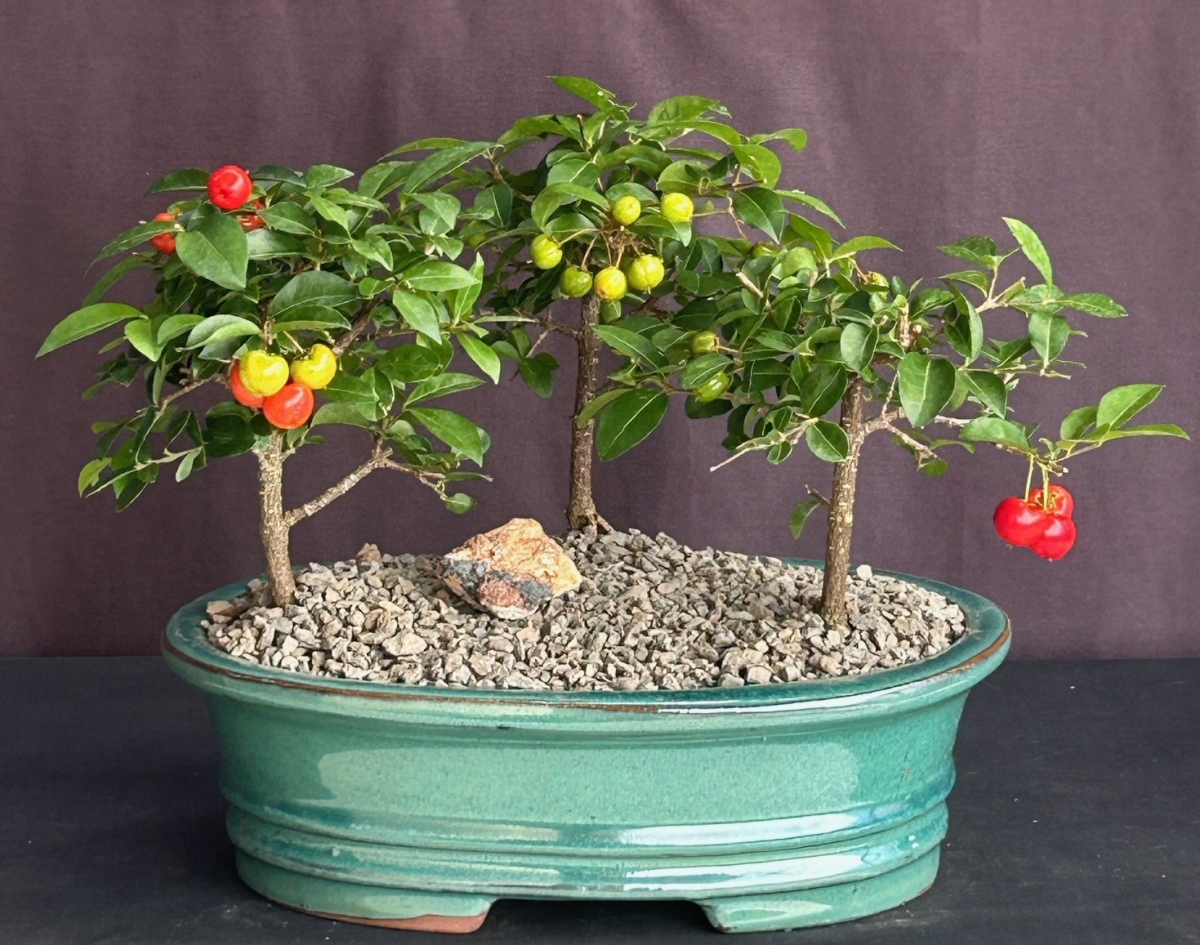 Bonsai Boy of York  Flowering Barbados Cherry Bonsai Tree - Three Tree Forest Group - Malpighia Pendiculata