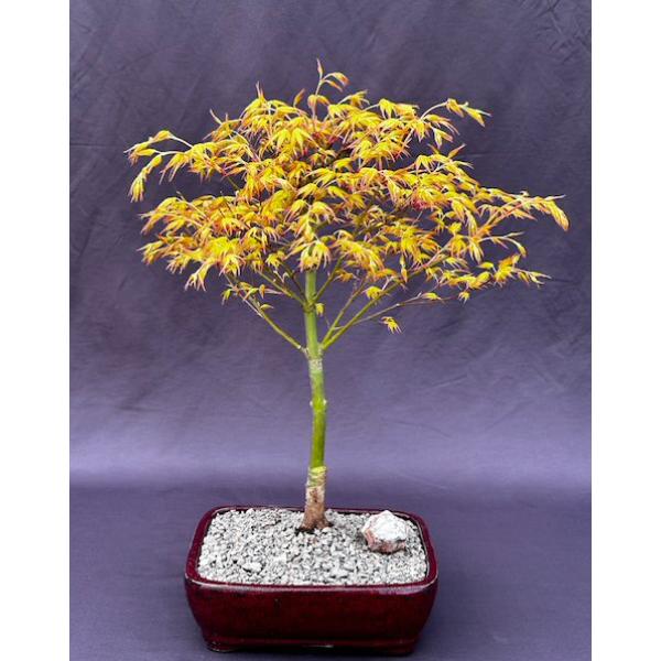Picture of Bonsai Boy of   York c2055 Japanese Maple Bonsai Tree - Acer Palmatum Katsura