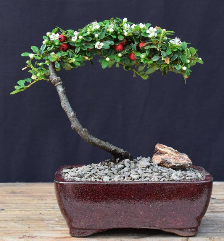 Picture of Bonsai Boy of   York c2056 Flowering & Fruiting Evergreen Cotoneaster Bonsai Tree - Dammeri Streibs Findling