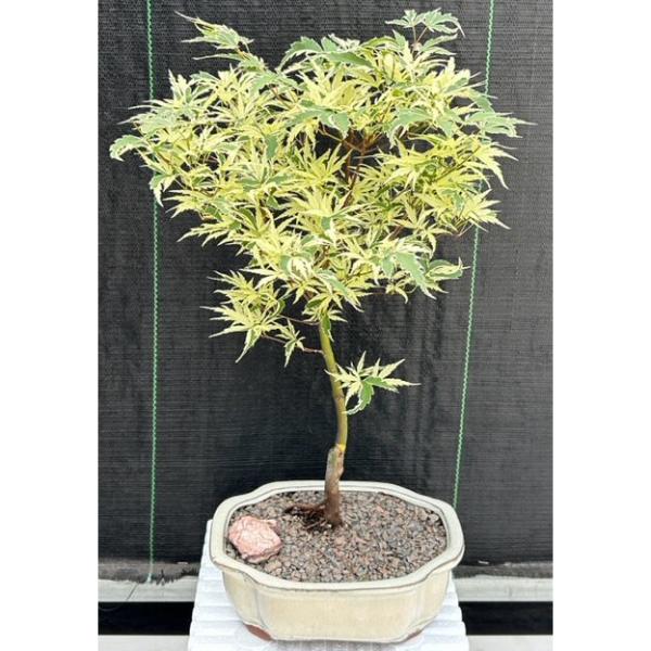 Picture of Bonsai Boy of   York c2057 Variegated Japanese Maple Bonsai Tree - Acer Palmatum Butterfly