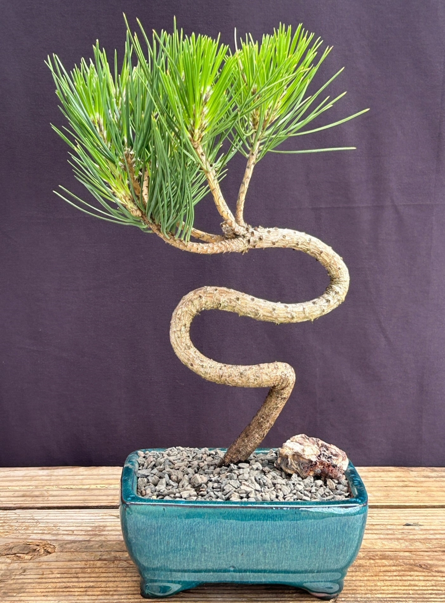 Picture of Bonsai Boy of   York c2071 Japanese Black Pine Bonsai Tree - S Shaped Trunk Style - Pinus Thunbergii Thunderhead