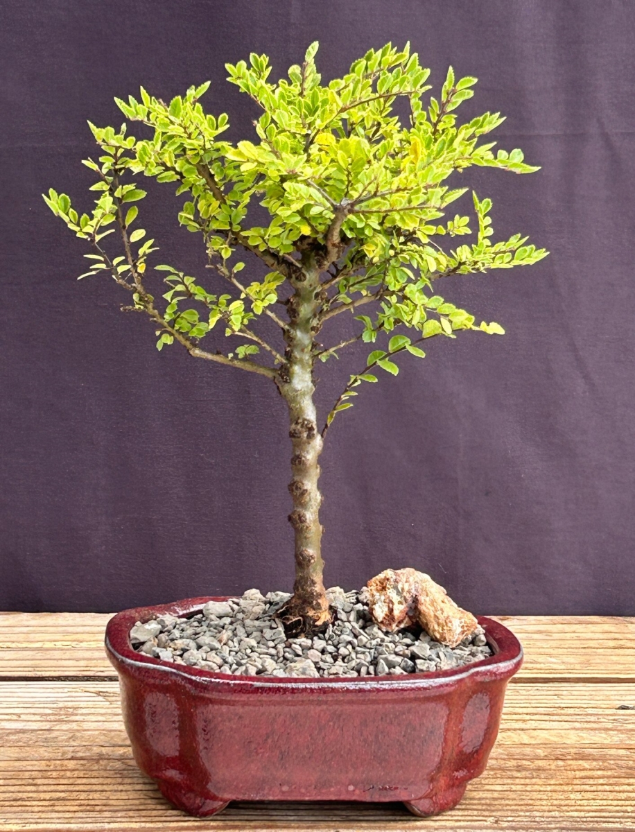 Picture of Bonsai Boy of   York c2072 Chinese Elm Bonsai Tree - Small - Ulmus Parvifolia Seiju
