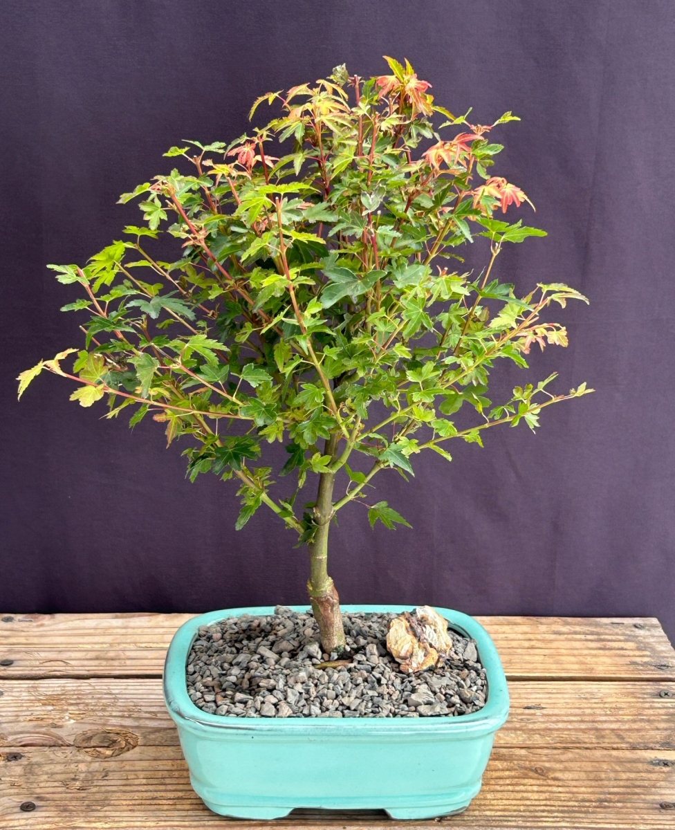 Picture of Bonsai Boy of   York c2073 Japanese Maple Tree - Acer Palmatum Koto Maru