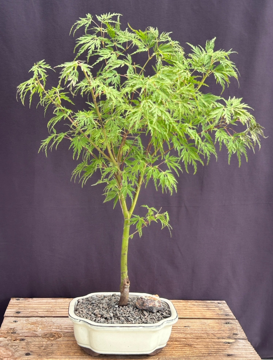 Picture of Bonsai Boy of   York c2074 Lace Leaf Maple Bonsai Tree - Acer Palmatum Var Dissectum Seiryu