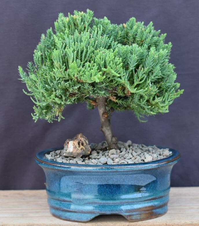 Picture of Bonsai Boy of   York c2075 Bonsai Tree - Upright Juniper Procumbens Nana