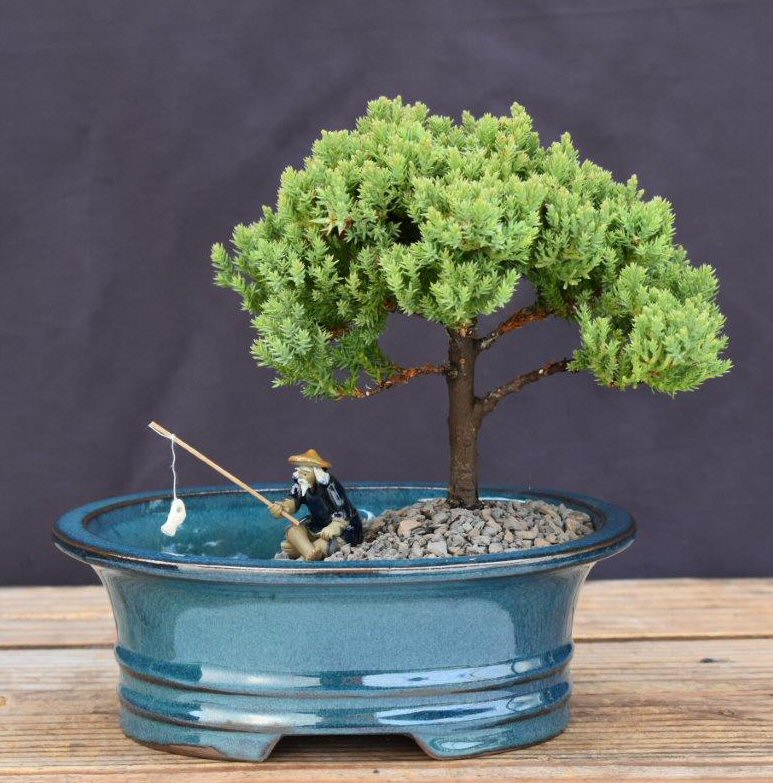 Picture of Bonsai Boy of   York c2076 Upright Bonsai Tree with Land & Water Pot - Juniper Procumbens Nana