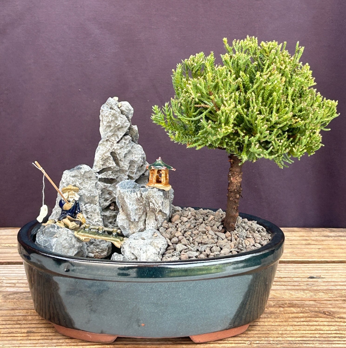 Picture of Bonsai Boy of   York c2077 Upright Bonsai Tree with Stone Landscape Scene - Juniper Procumbens Nana