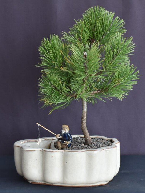 Picture of Bonsai Boy of   York c2078 Pine Bonsai Tree with Land & Water Pot - Pinus Mugo Valley Cushion