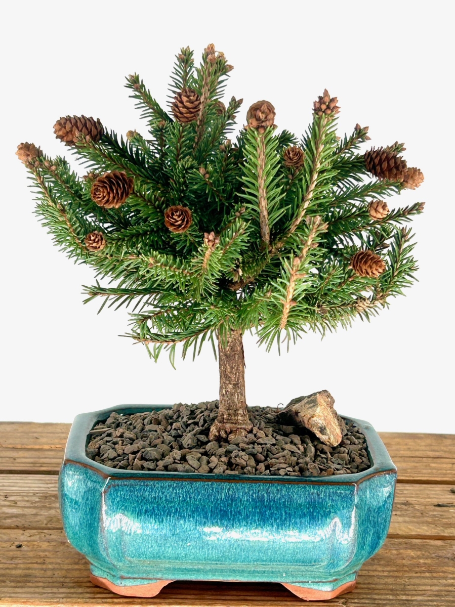 Picture of Bonsai Boy of   York e3303 Dwarf Norway Spruce Bonsai Tree - Picea Abies Pusch