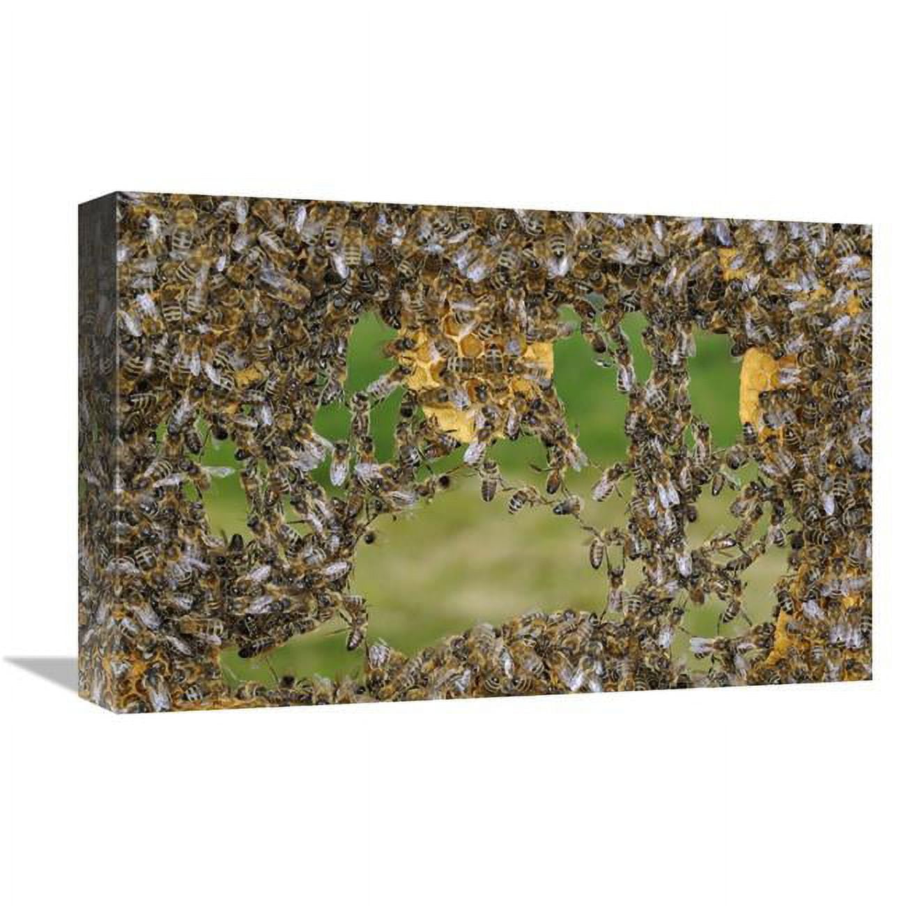 Global Gallery Honey Bee Chains Made to Repair Honeycomb, Germany-Canvas Art-18"x12"
