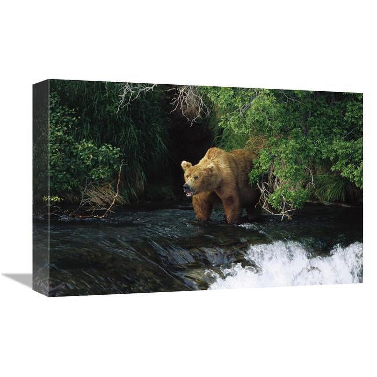 12 x 18 in. Grizzly Bear Fishing, Brooks River Falls, Katmai NP, Alaska Art Print - Konrad Wothe -  JensenDistributionServices, MI1265769