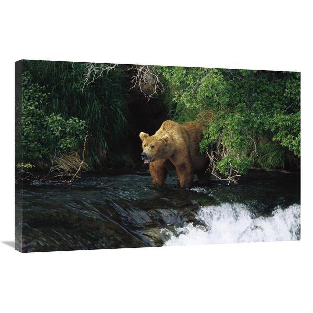 24 x 36 in. Grizzly Bear Fishing, Brooks River Falls, Katmai NP, Alaska Art Print - Konrad Wothe -  JensenDistributionServices, MI1265772