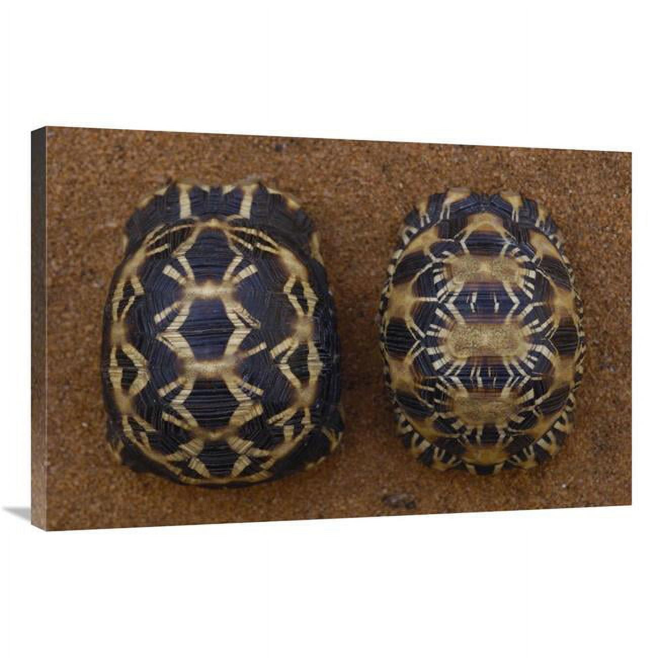 Global Gallery Spider Tortoise (Left) and Radiated Tortoise (Right), Madagascar-Canvas Art-36"x24"