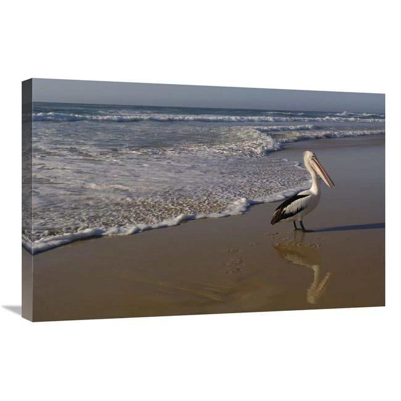 20 x 30 in. Australian Pelican on Beach, North Stradbroke Island, Australia Art Print - Pete Oxford -  JensenDistributionServices, MI1266913