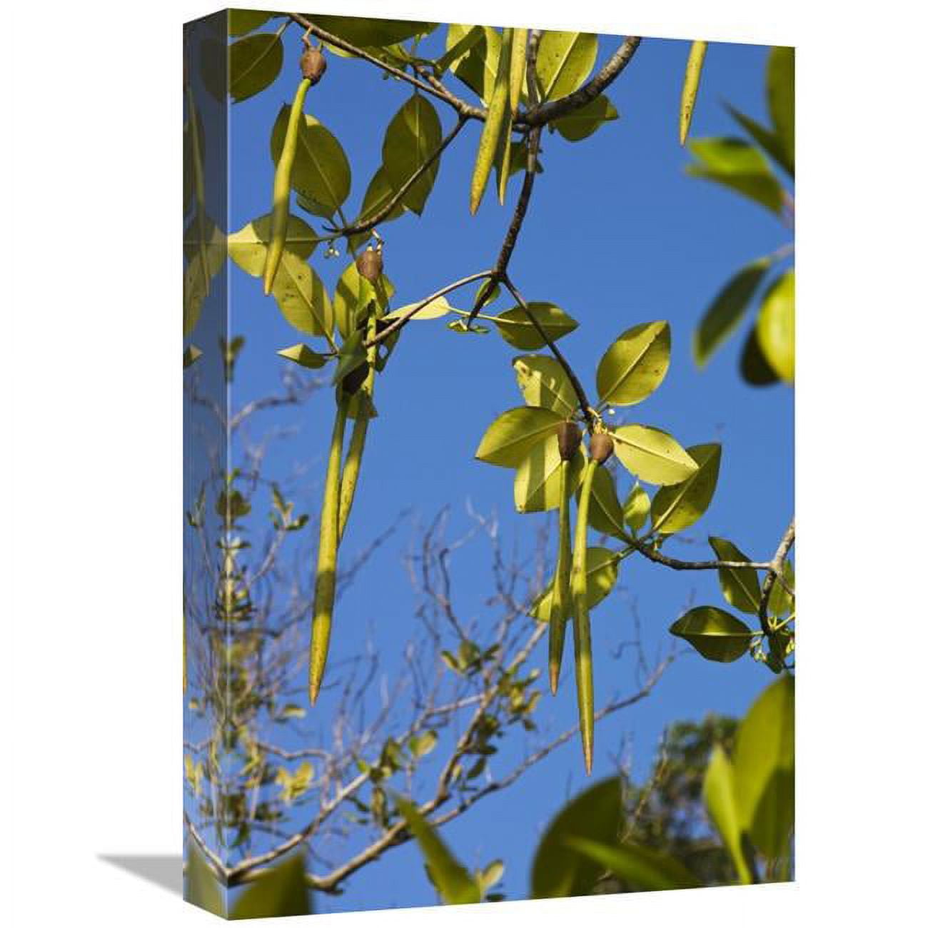 Global Gallery Bakau Kurap Fruit, India-Canvas Art-12"x18"