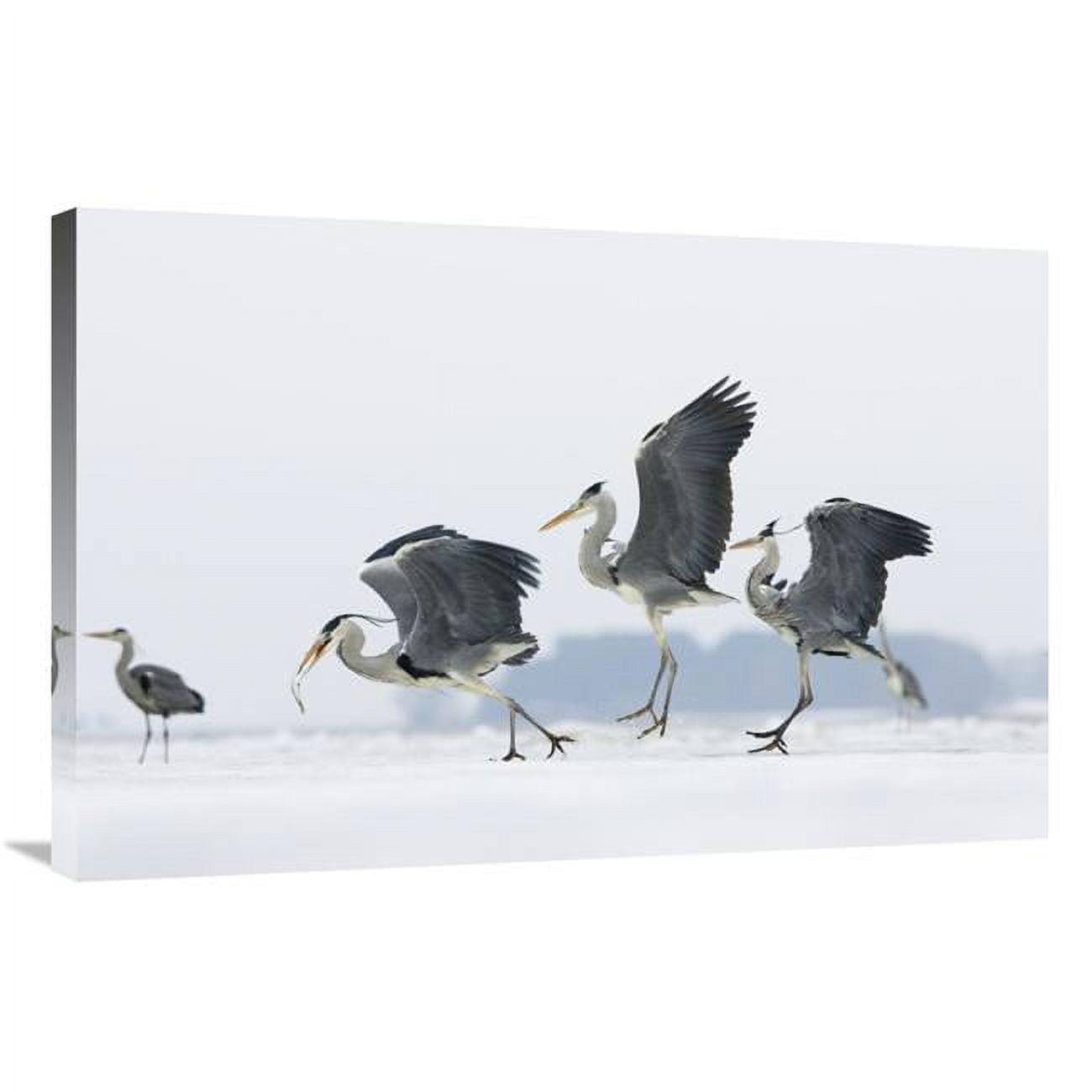 Global Gallery Grey Heron Trio Fighting Over Fish, Usedom, Germany-Canvas Art-36"x24"