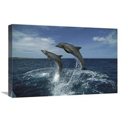 Global Gallery Bottlenose Dolphin Pair Leaping, Honduras-Canvas Art-24"x16"