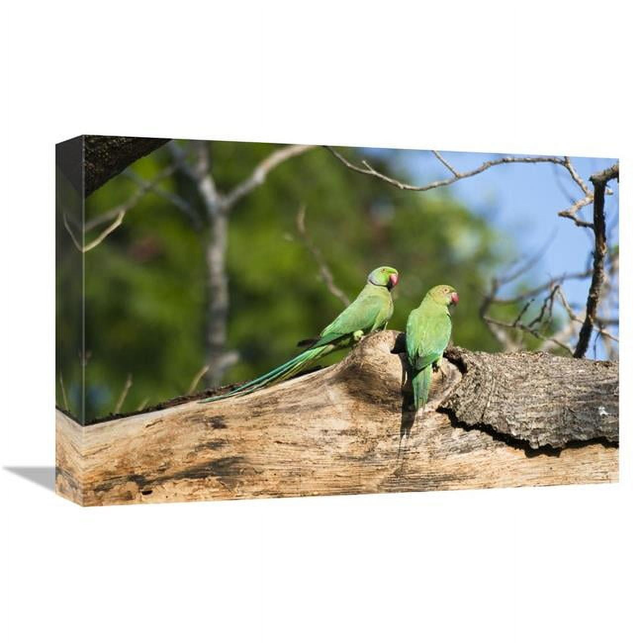 Global Gallery Rose-Ringed Parakeet Pair, South India-Canvas Art-18"x12"