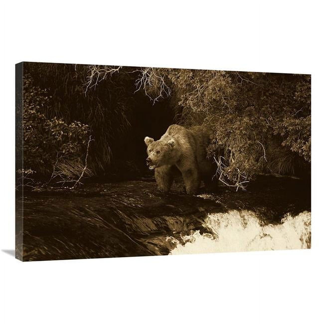 24 x 36 in. Grizzly Bear Fishing, Brooks River Falls, Katmai NP, Alaska - Sepia Art Print - Konrad Wothe -  JensenDistributionServices, MI1268993