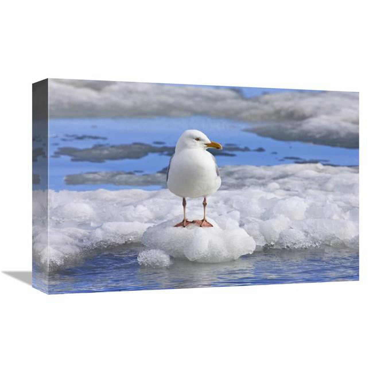 Glaucous Gull on ice Floe, Spitsbergen, Norway-Canvas Art-18"x12"