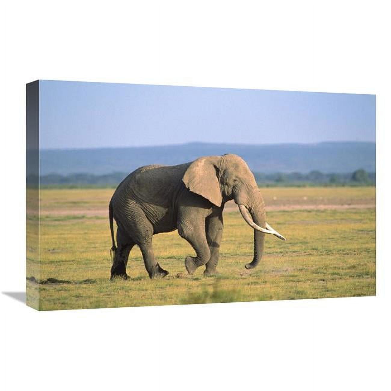 Global Gallery African Elephant Bull Walking Across Grassland, Amboseli National Park, Kenya-Canvas Art-24"x16"