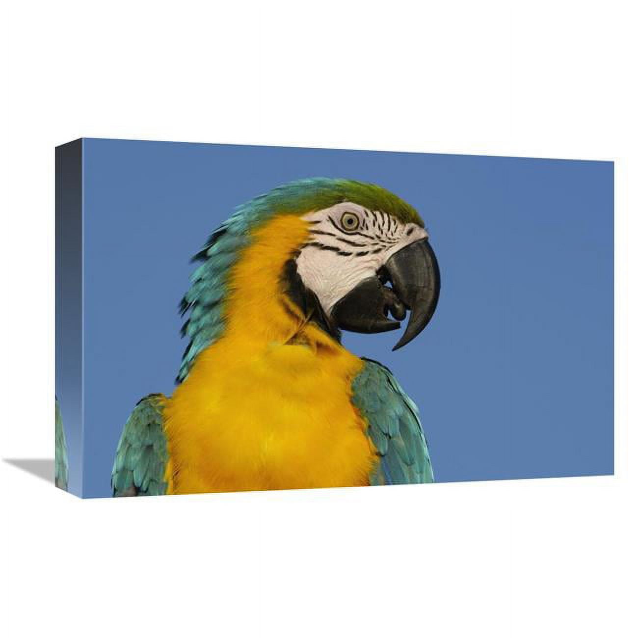 Global Gallery Blue and Yellow Macaw Portrait, South America-Canvas Art-18"x12"