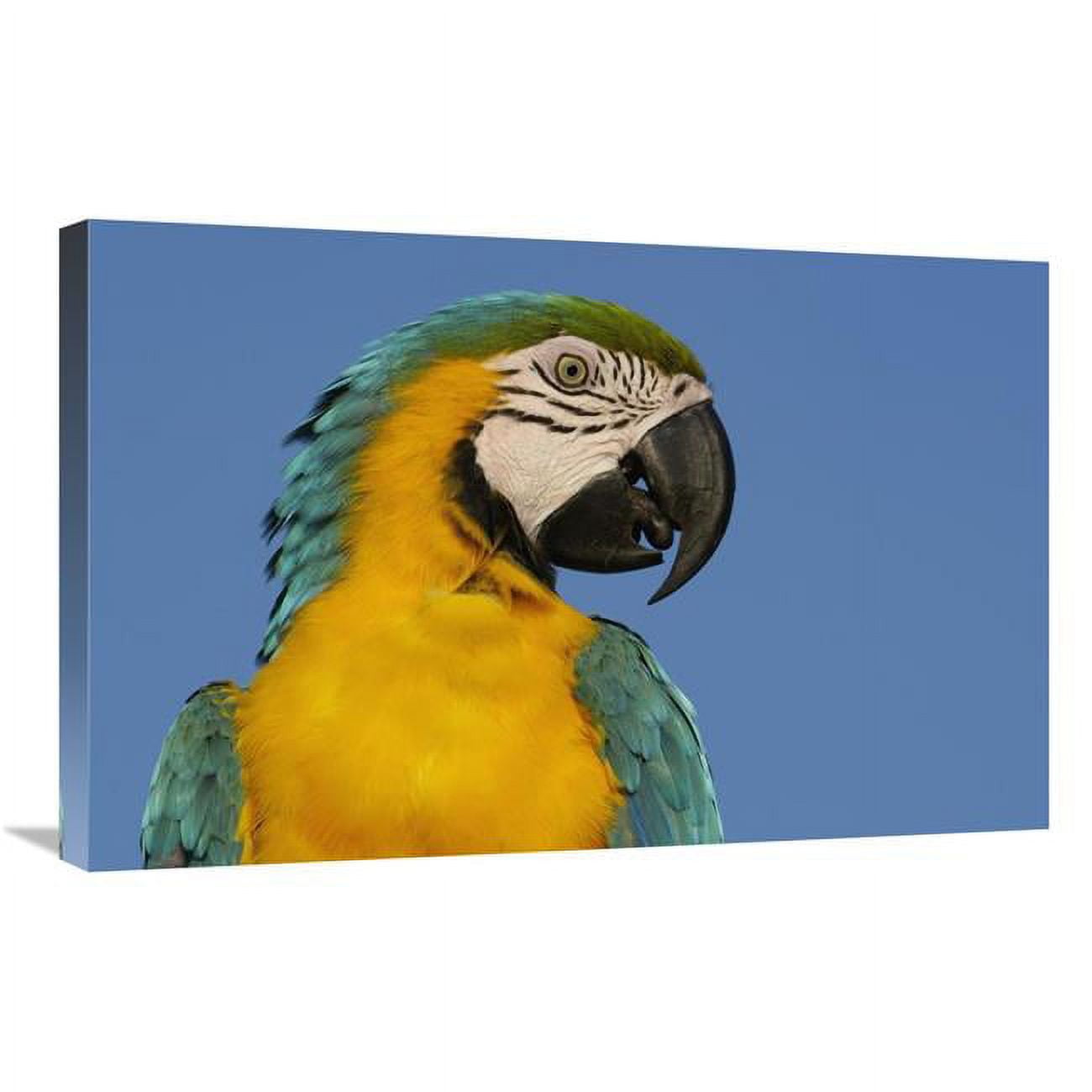 Global Gallery Blue and Yellow Macaw Portrait, South America-Canvas Art-30"x20"
