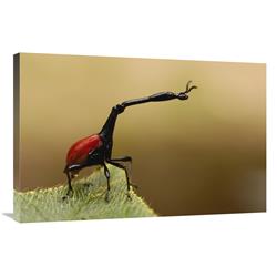 Global Gallery Giraffe Weevil, Analamazoatra Special Reserve or Perinet, Madagascar-Canvas Art-36"x24"