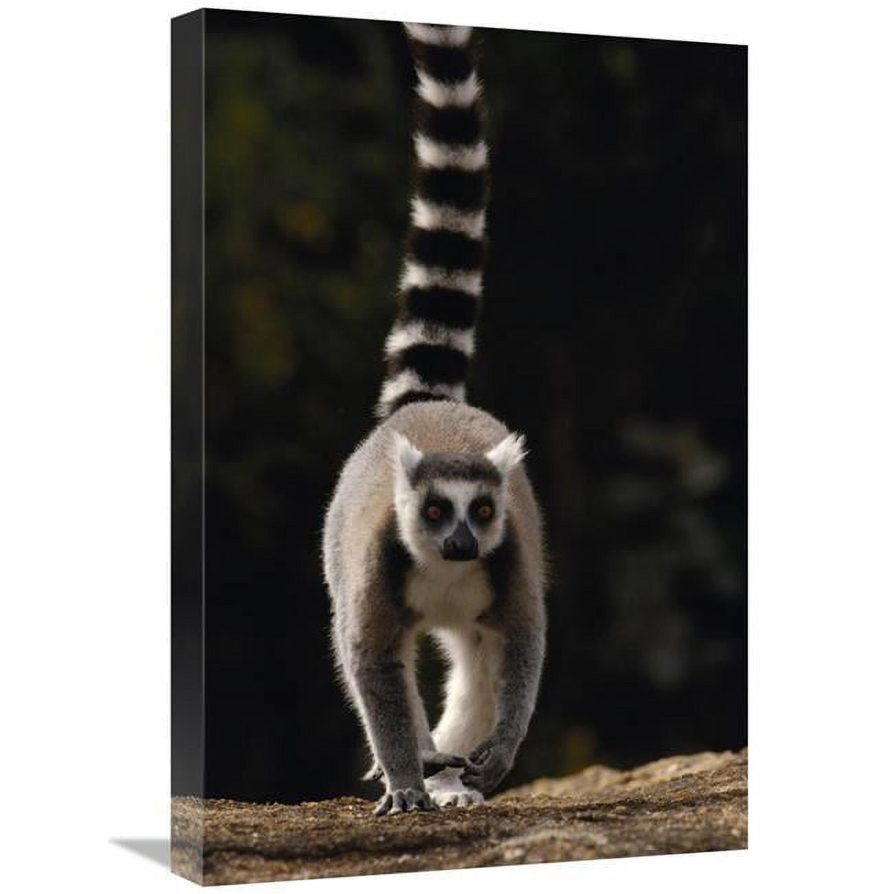 Global Gallery Ring-Tailed Lemur, Near Andringitra Mountains Madagascar-Canvas Art-16"x24"