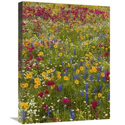 Global Gallery Drummond s Phlox and Bluebonnet Near Westhoff, Texas-Canvas Art-18"x24"