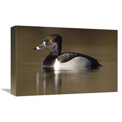 12 x 18 in. Ring-Necked Duck Male in Breeding Plumage, Island Lake Recreation Area, Michigan Art Print - Steve Gettle -  JensenDistributionServices, MI1293900